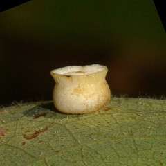 Phylloteras volutellae