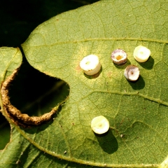 Phylloteras volutellae