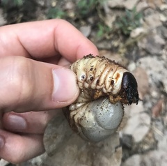 Strategus aloeus