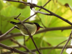 Aethopyga christinae