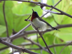 Aethopyga christinae