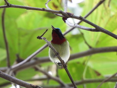 Aethopyga christinae