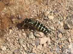Bicyrtes discisus