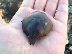 Taliepus nuttallii