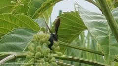 Scolia superciliaris