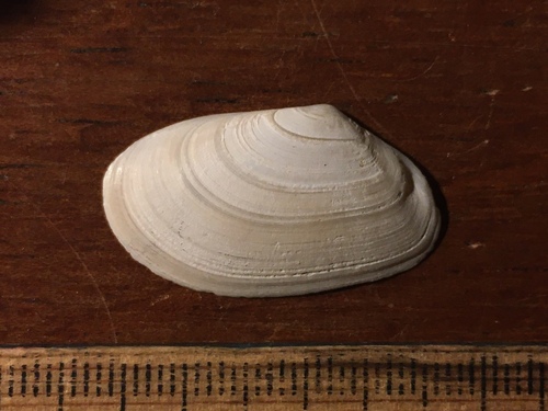 Psammotreta brevifrons, 2023-01-19