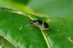 Paratriarius