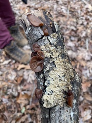 Auricularia auricula-judae