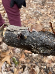 Auricularia auricula-judae