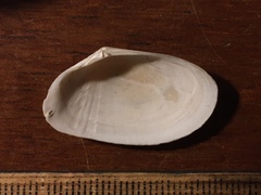 Psammotreta brevifrons