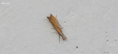 Agriphila aeneociliella