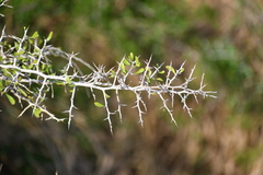 Condalia hookeri