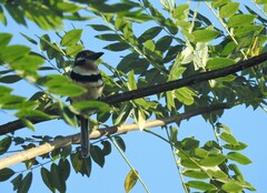 Hypnelus ruficollis