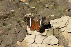 Anartia fatima colima