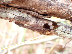 Glenoleon pulchellus