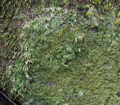 Phyllopsora corallina