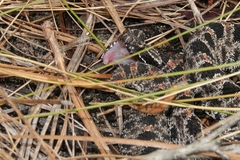 Sistrurus miliarius barbouri