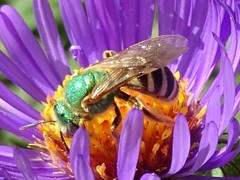 Agapostemon virescens