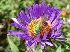 Agapostemon virescens