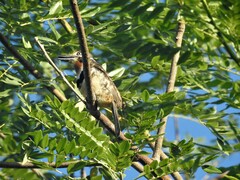 Hypnelus ruficollis