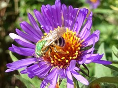 Agapostemon virescens