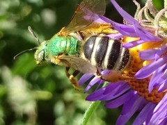 Agapostemon virescens