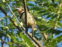 Hypnelus ruficollis
