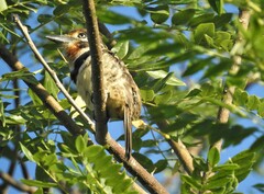 Hypnelus ruficollis