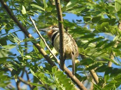 Hypnelus ruficollis