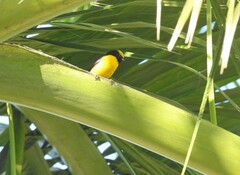 Euphonia trinitatis