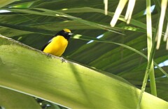 Euphonia trinitatis