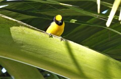 Euphonia trinitatis