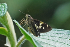 Vacerra hermesia