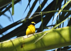 Euphonia trinitatis