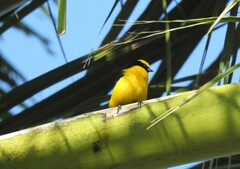 Euphonia trinitatis