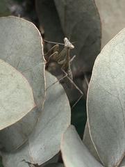 Miomantis caffra