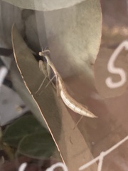 Miomantis caffra