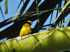 Euphonia trinitatis