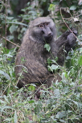 Papio anubis