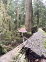 Mycena haematopus
