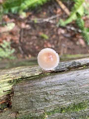 Mycena haematopus