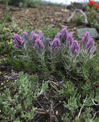 Castilleja schizotricha