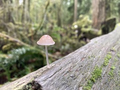 Mycena haematopus