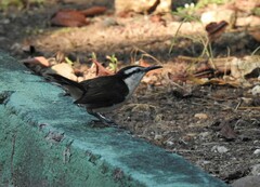 Campylorhynchus griseus