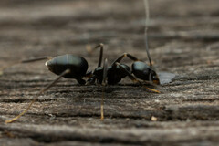 Leptomyrmex burwelli