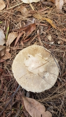 Chlorophyllum nothorhacodes