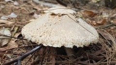 Chlorophyllum nothorhacodes