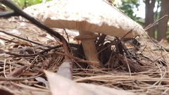 Chlorophyllum nothorhacodes