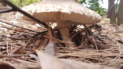 Chlorophyllum nothorhacodes