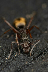 Dolichoderus extensispinus